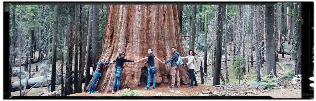 Le sequoie di Mariposa Grove: parchi USA Occidentali
