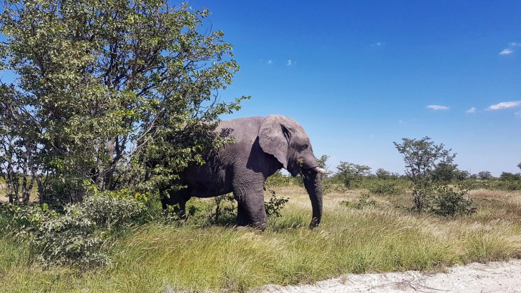 viaggio namibia 12 giorni_Elefante nell'Etosha National Park