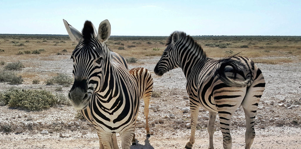 namibia 12 giorni_Zebre all'Etosha National Park