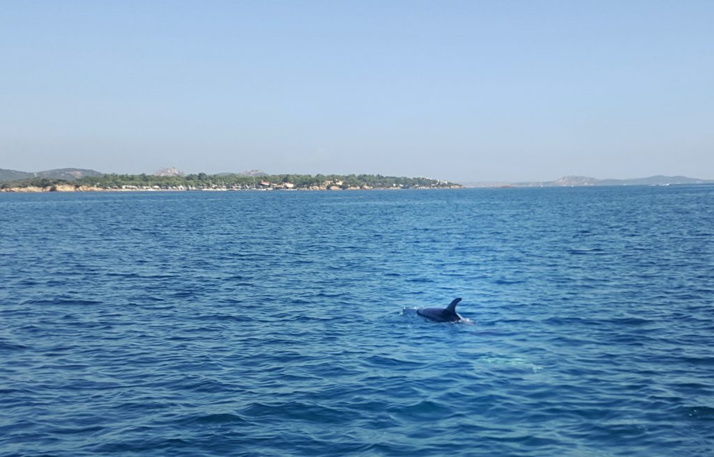 delfini arcipelago maddalena in barca o gommone