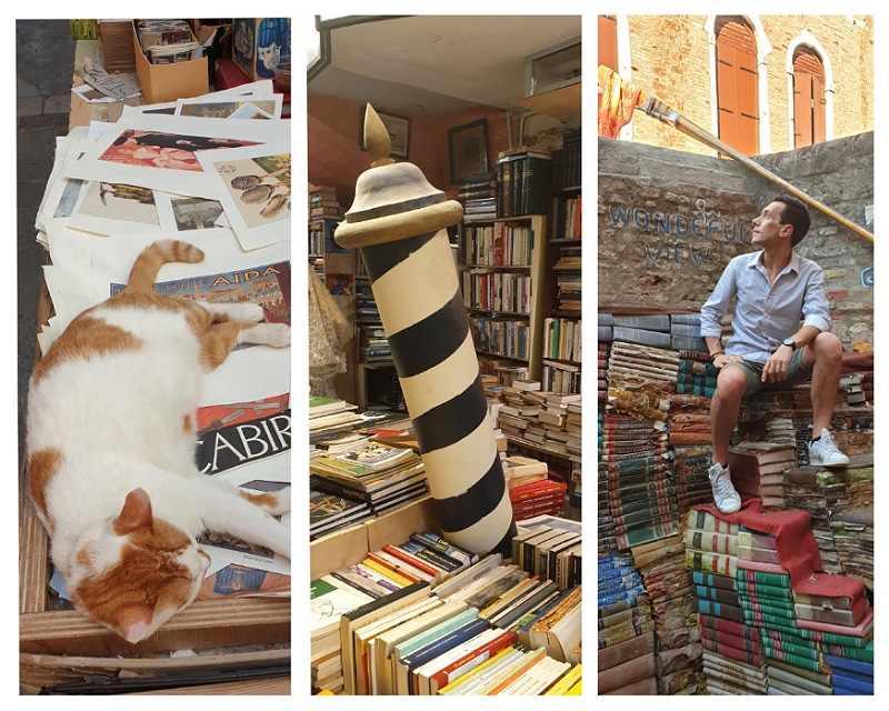libri e gatti alla libreria acqua alta di venezia