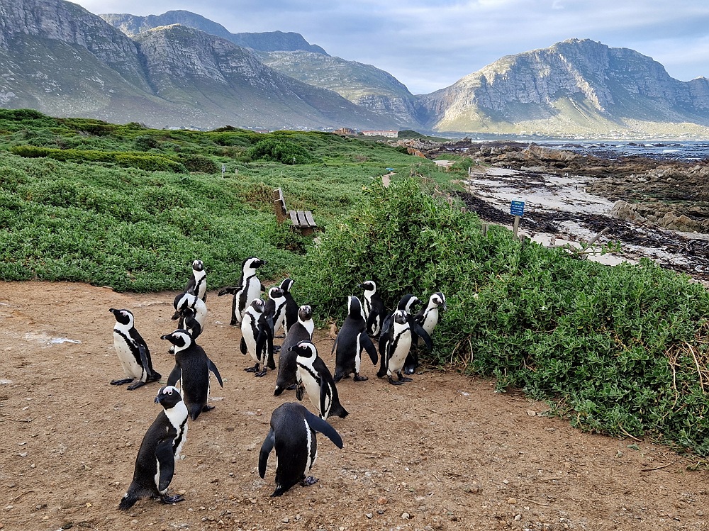 Cosa vedere in Sudafrica in 10 o 15 giorni: pinguini di Betty’s Bay