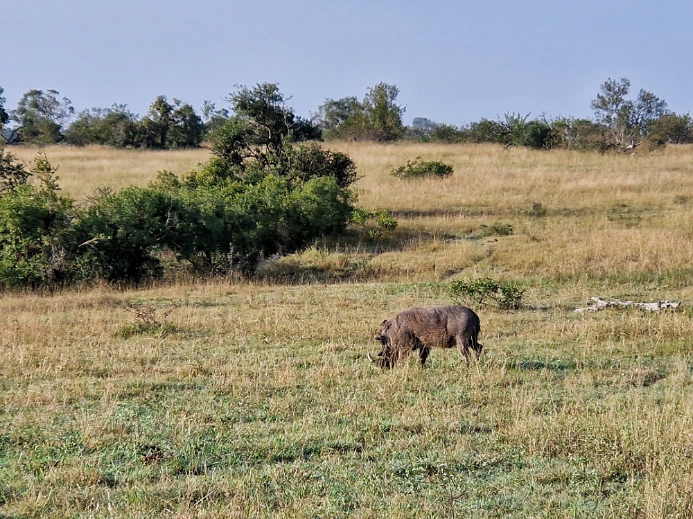 Quali animali vedere al parco Kruger