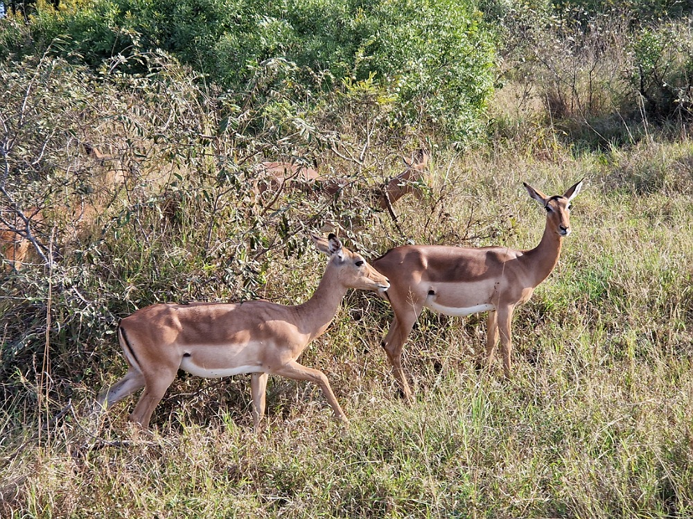 Sicurezza safari nel Parco Kruger