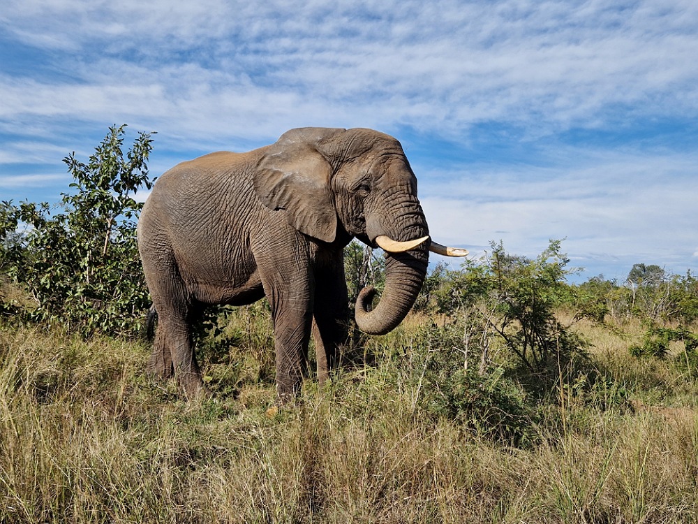 Safari in Sudafrica: Kruger Park